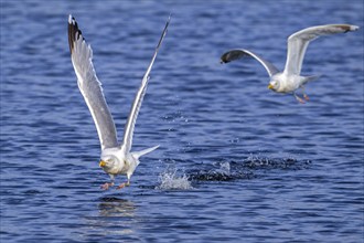 European herring gull (Larus argentatus) adult seagull taking off from sea water surface along the