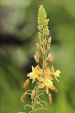 Cattail plant or stilt bulbine (Bulbine frutescens, Anthericum frutescens), inflorescence, native