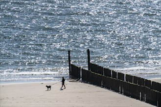 Walker with dog, on the beach near Zoutelande, breakwater, province Zeeland, peninsula Walcheren,