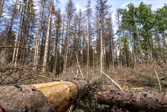 Eifel National Park, Kermeter mountain range, dead spruce trees damaged by the bark beetle, forest