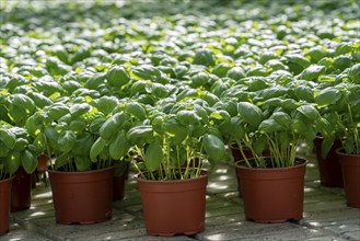 Agriculture, herb gardening, basil plants in pots, in a greenhouse