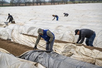 Asparagus harvest in the Rhineland, asparagus pickers at work in an asparagus field covered with