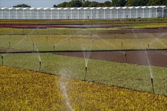 Horticultural business, irrigation with a sprinkler system, outdoors, plants grow here to be sold