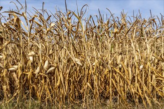 Corn field dried up and only low grown, small corn cobs, due to the summer drought, drought, near