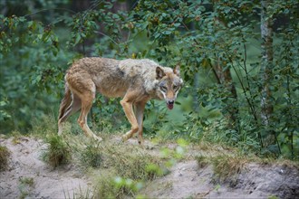 Gray wolf (Canis lupus), walking attentively through the dense forest, surrounded by green foliage,