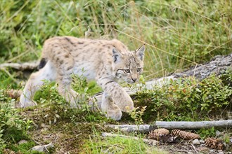 Eurasian lynx (Lynx lynx) youngster walking through the forest, Bavaria, Germany, Europe