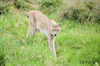 Eurasian lynx (Lynx lynx) walking through the grass, Bavaria, Germany, Europe