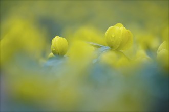 Winter aconites (Eranthis hyemalis), Germany, Europe