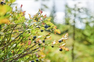 European blueberry (Vaccinium myrtillus) bushes on Mount Lusen in late summer, Bavarian Forest,