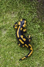 Fire salamander (Salamandra salamandra), Lower Saxony, Germany, Europe