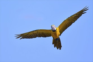 Blue and yellow macaw (Ara ararauna) in flight, captive, Lower Saxony, Germany, Europe