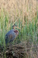 Purple heron (Ardea purpurea) at the nest, Baden-Württemberg, Germany, Europe