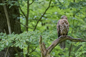 European honey buzzard (Pernis apivorus), Bavaria, Germany, Europe