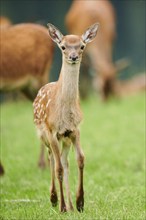 Red deer (Cervus elaphus) fawn walking on a meadow in the mountains in tirol, Kitzbühel, Wildpark