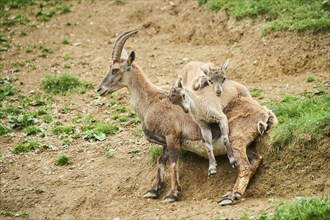 Alpine ibex (Capra ibex) youngsters klimbing on their mother, playing, wildlife Park Aurach near