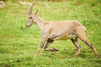 Alpine ibex (Capra ibex) female running on a meadow, wildlife Park Aurach near Kitzbuehl, Austria,