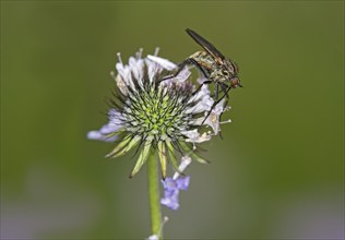 Empis tessellatav (Empis tesselata) searching for nectar on a thistle flower, Valais, Switzerland,