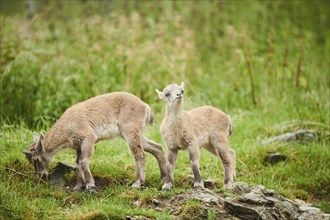 Alpine ibex (Capra ibex) youngsters standing on a meadow, playing, wildlife Park Aurach near