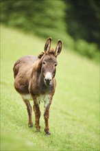 Donkey (Equus africanus asinus) standing on a meadow, tirol, Kitzbühel, Wildpark Aurach, Austria,