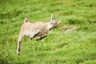 Alpine ibex (Capra ibex) youngster jumging in the air on a meadow, playing, wildlife Park Aurach