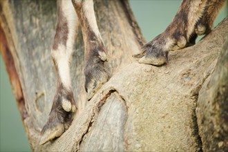 Alpine ibex (Capra ibex) feet, detail, on a tree, wildlife Park Aurach near Kitzbuehl, Austria,