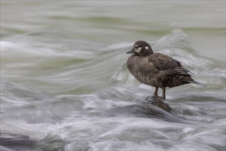 Harlequin duck (Histrionicus histrionicus), female, on a stone in a raging river, long exposure,