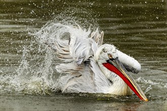 Dalmatian pelican (Pelecanus crispus), bathing, France, Europe