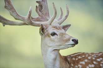 European fallow deer (Dama dama) buck, portrait, Kitzbühel, Wildpark Aurach, Austria, Europe