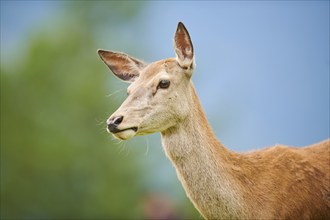 Red deer (Cervus elaphus) hind, portrait, tirol, Kitzbühel, Wildpark Aurach, Austria, Europe