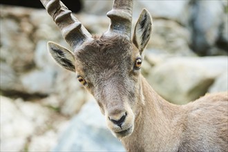 Alpine ibex (Capra ibex) male, portrait, wildlife Park Aurach near Kitzbuehl, Austria, Europe