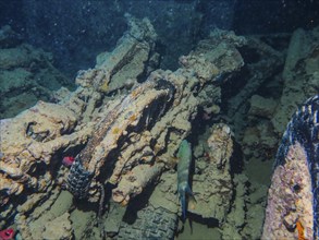 Motorbike, cargo lower deck, cargo holds, dive site wreck of the Thistlegorm, Red Sea, Egypt,