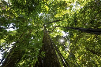 Dense vegetation in the tropical rainforest, roots of a strangler fig on a tree, view upwards, Sun