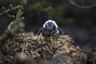 A willow sand bee in the Hohe Ward nature reserve in Münster, 08/04/2024