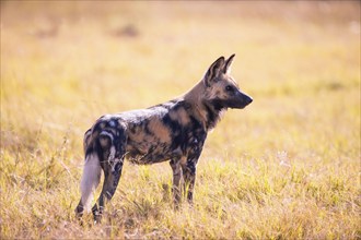 African wild dog (Lyacon pictus) Botswana, Botswana, Africa