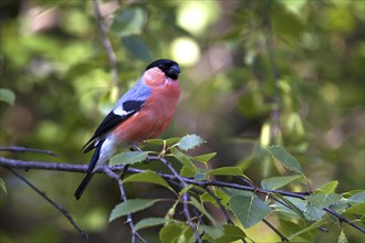 Bullfinch, bullfinch, (Pyrrhula pyrrhula), male, Bavaria, Federal Republic of Germany