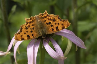 Comma butterfly (Polygonia c-album) adult insect feeding on a purple Cone flower in a garden,