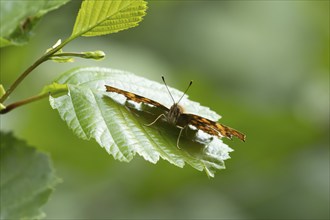 Comma butterfly (Polygonia c-album) adult insect resting on a Hazel leaf in a woodland, Suffolk,