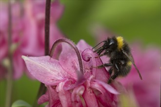 Buff tailed bumble bee (Bombus terrestris) adult insect feeding on a garden Aquilegia flower in the