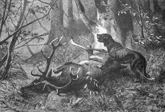 Hunting dog on a dead stag, Historical, digitally restored reproduction from a 19th century