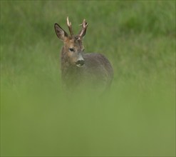 Roe deer (Capreolus capreolus), roebuck with beginning hair change standing in a meadow, wildlife,