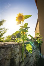 Tall sunflower blooming in warm morning sun next to a wall in the garden, Harz Mountains, Germany,