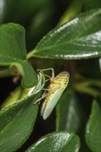 A green cicada (Cicadella viridis) sits on a leaf of the cotoneaster (Cotoneaster) with shiny