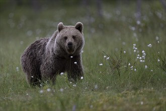 European brown bear, Karelia, Finland, Europe