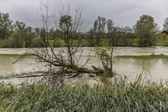 Flood on a river, storm on 26.8.23 near Benediktbeuern, Loisach near Schlehdorf, Bavaria, Germany,