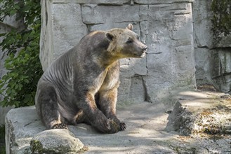 Captive bred Polar bear, brown bear hybrid also called grolar bear, pizzly bear, nanulak at