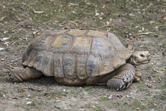 African spurred tortoise (Centrochelys sulcata), sulcata tortoise (Testudo sulcata) native to