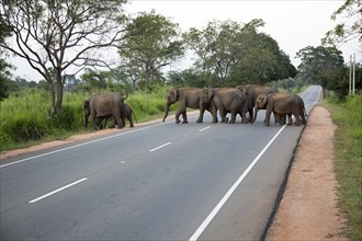 Wild elephants crossing a main road near Habarana, Anuradhapura District, Sri Lanka, Asia