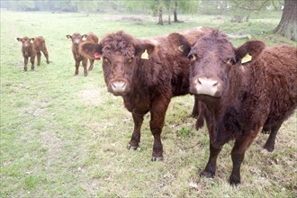 Red poll cattle grazing in a field near Sudbourne, Suffolk, England, United Kingdom, Europe