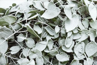 Barrenwort leaves covered with hoarfrost. Abstract floral background, garden and winter concept.