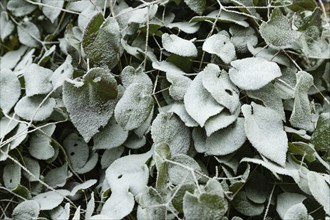 Barrenwort leaves covered with hoarfrost. Abstract floral background, garden and winter concept.